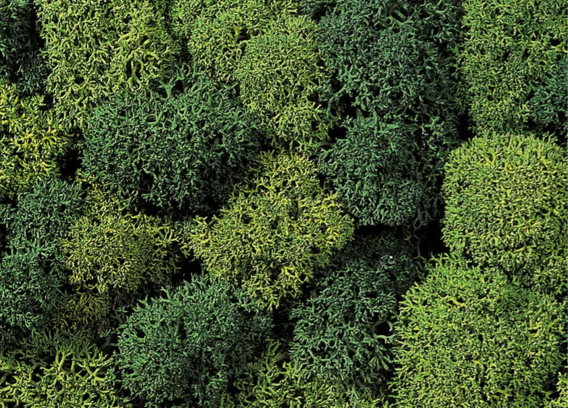 Noch 08621 Musgo decorativo verde 75gr H0 escala 1:87 ho 00