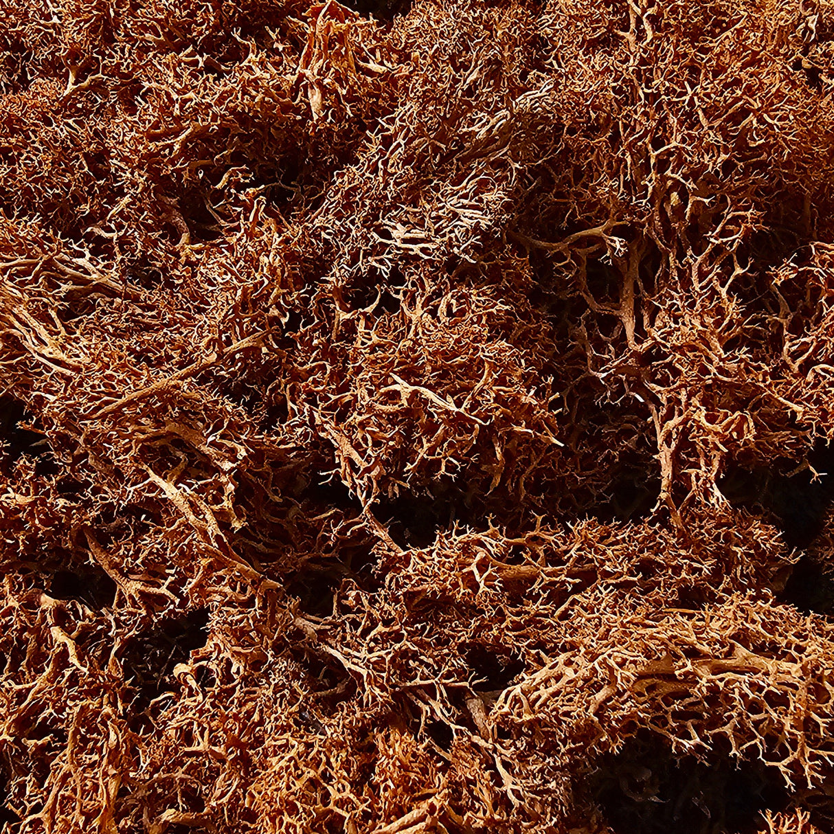 Iberplace Elements – Musgo decorativo natural preservado 500 ml (elige color) – sin tóxicos, flexible – para belenes, dioramas y maquetas