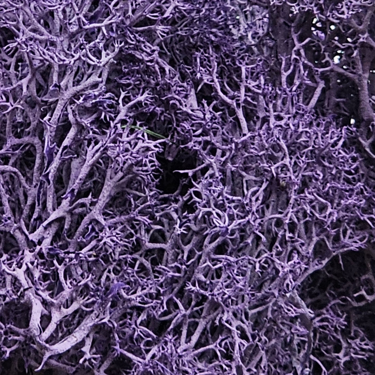 Iberplace Elements – Musgo decorativo natural preservado 500 ml (elige color) – sin tóxicos, flexible – para belenes, dioramas y maquetas