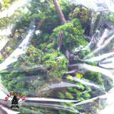 ♻️ 2da mano - Lote XXL arboles pinos Abetos H0 escala 1:87 EH010