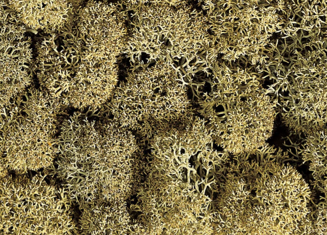 H0 1:87 escala Noch 08600 Musgo decorativo gris piedra 35 gr